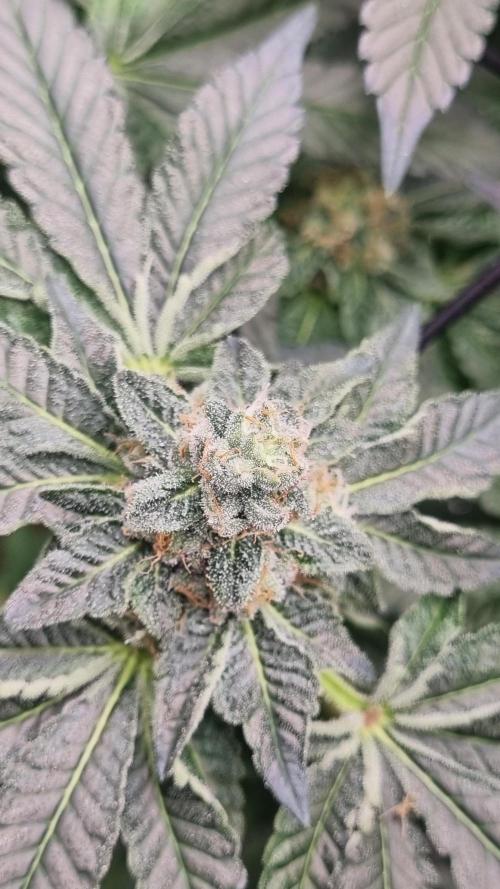 Seed Supplier Project. Week 14