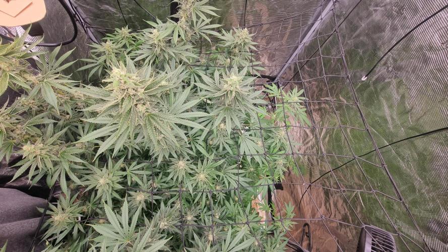 Seed Supplier Project. Week 15