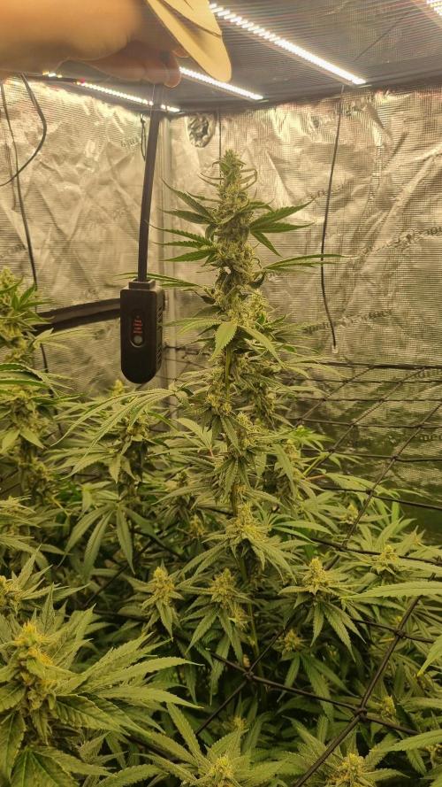 Seed Supplier Project. Week 15