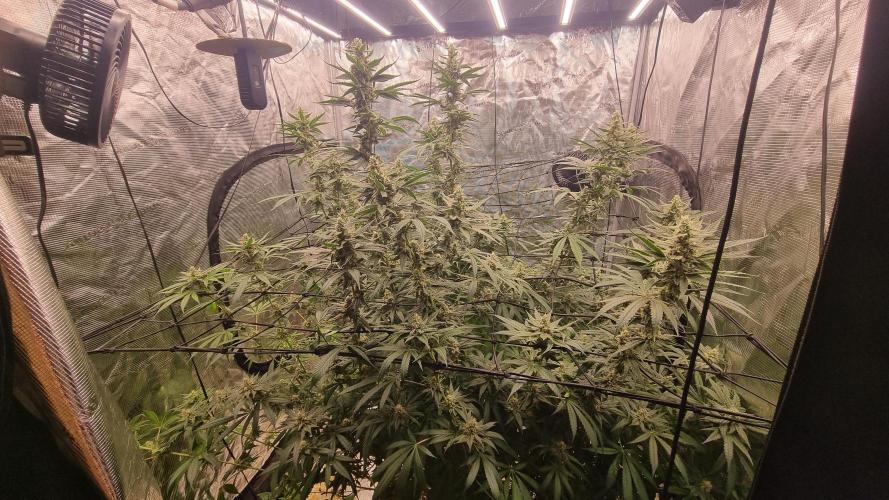 Seed Supplier Project. Week 15