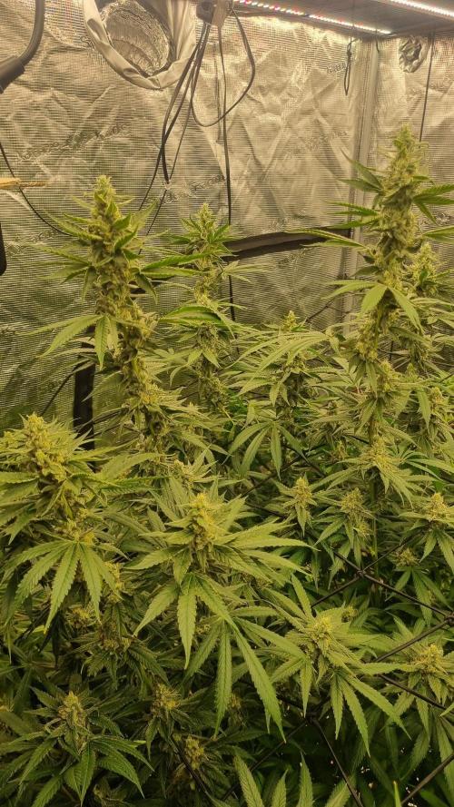 Seed Supplier Project. Week 15
