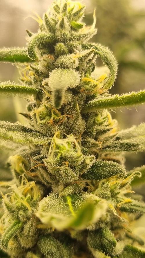Seed Supplier Project. Week 15