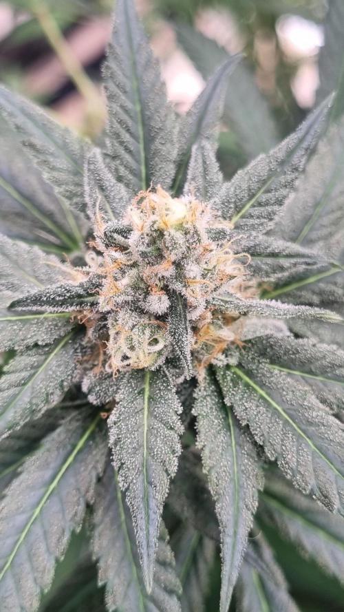 Seed Supplier Project. Week 15