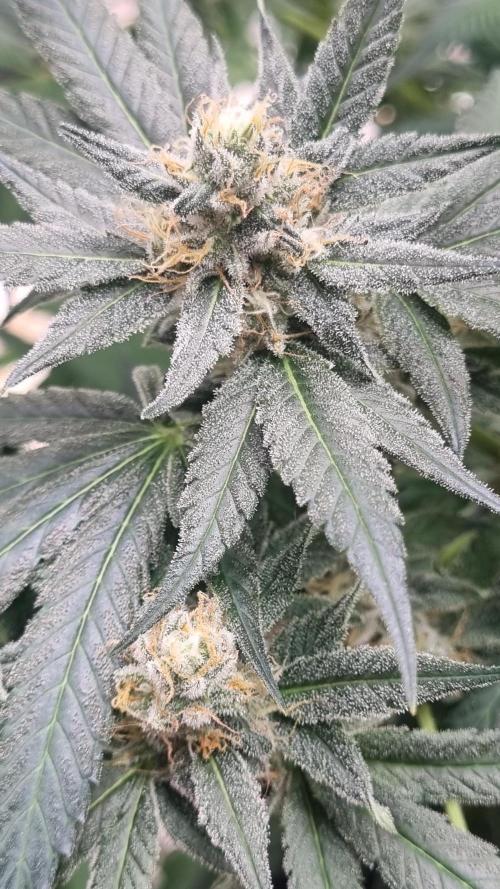 Seed Supplier Project. Week 15