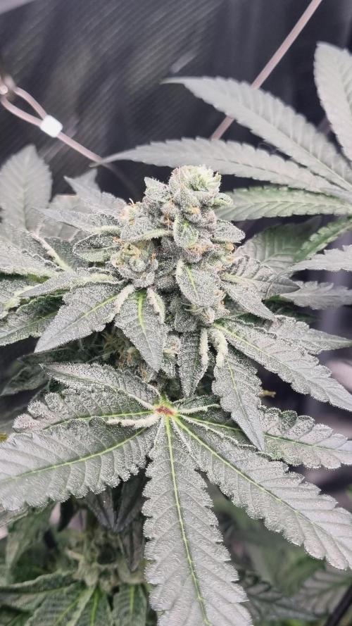 Seed Supplier Project. Week 15