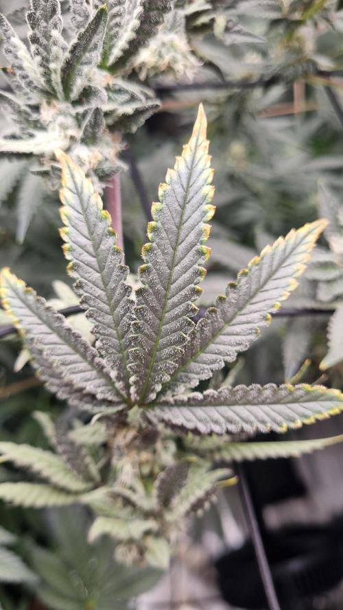Seed Supplier Project. Week 15