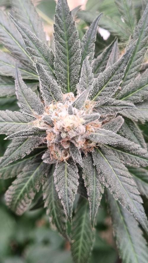 Seed Supplier Project. Week 16