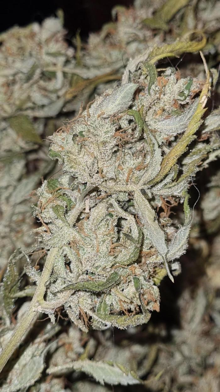 Seed Supplier Project. Week 15