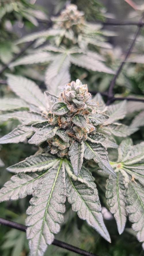 Seed Supplier Project. Week 16