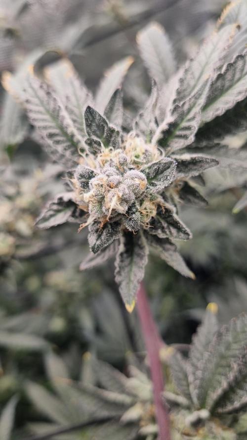 Seed Supplier Project. Week 16
