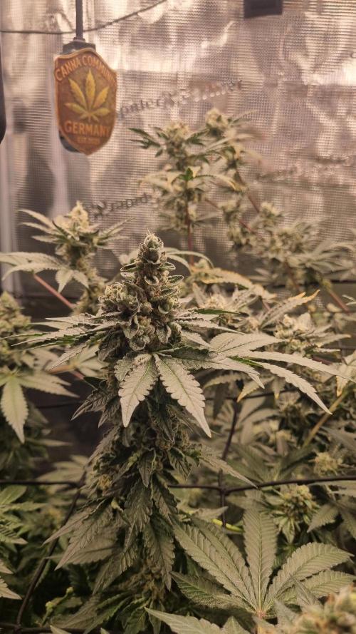 Seed Supplier Project. Week 16