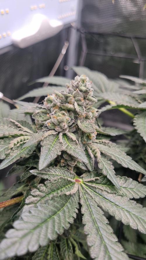 Seed Supplier Project. Week 16