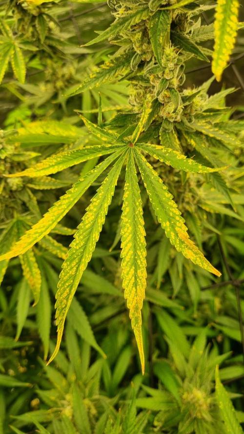 Seed Supplier Project. Week 17