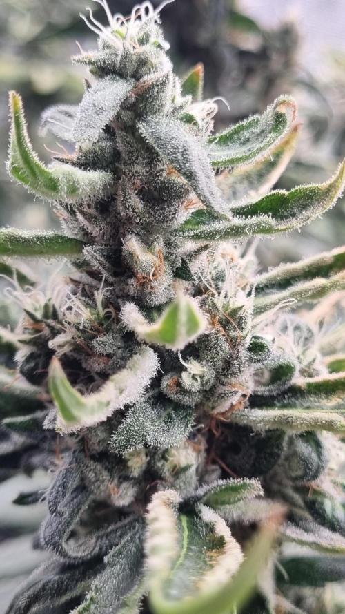 Seed Supplier Project. Week 17