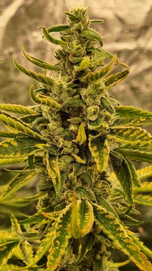 Seed Supplier Project. Week 17
