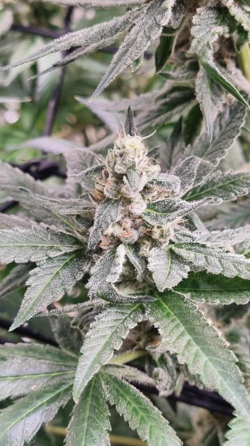 Seed Supplier Project. Week 17