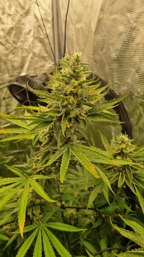 Seed Supplier Project. Week 17