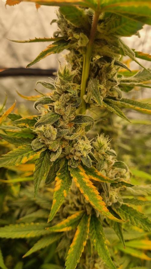 Seed Supplier Project. Week 17