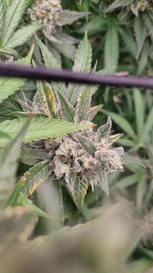 Seed Supplier Project. Week 17
