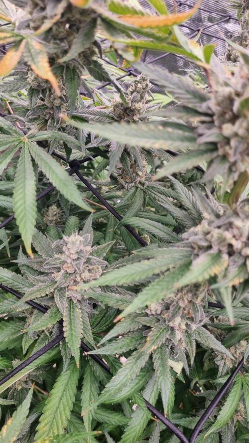 Seed Supplier Project. Week 17