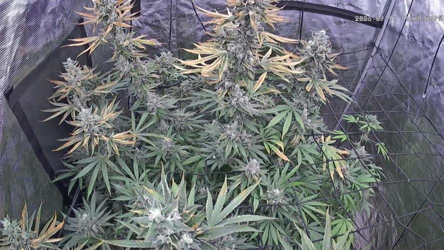 Seed Supplier Project. Week 17