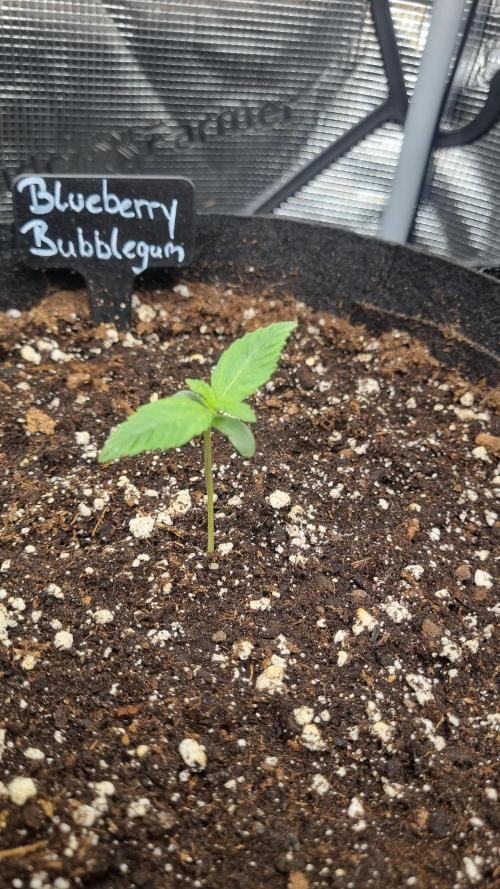 Sensi Seeds Project. Week 1