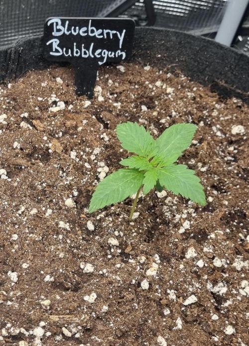 Sensi Seeds Project. Week 1 - exactly 1 week old 