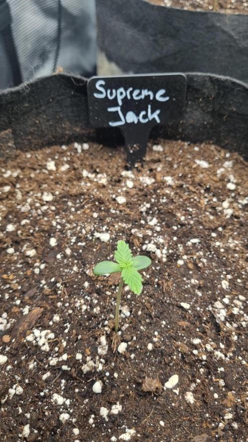 Sensi Seeds Project. Week 1