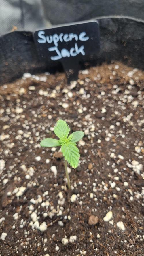 Sensi Seeds Project. Week 1