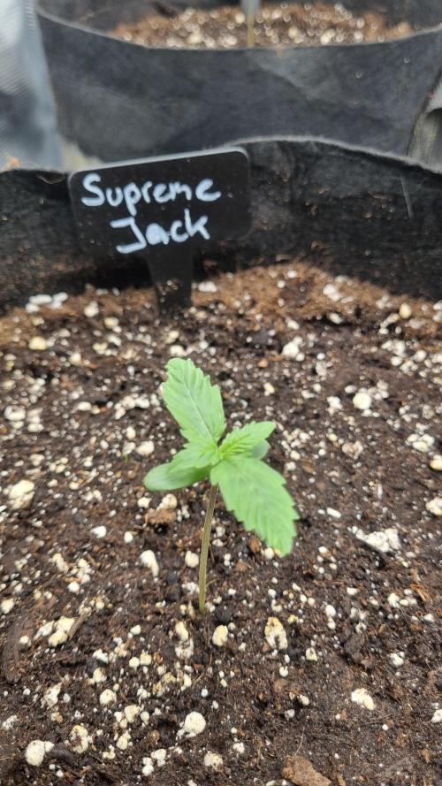 Sensi Seeds Project. Week 1