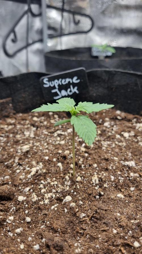Sensi Seeds Project. Week 1