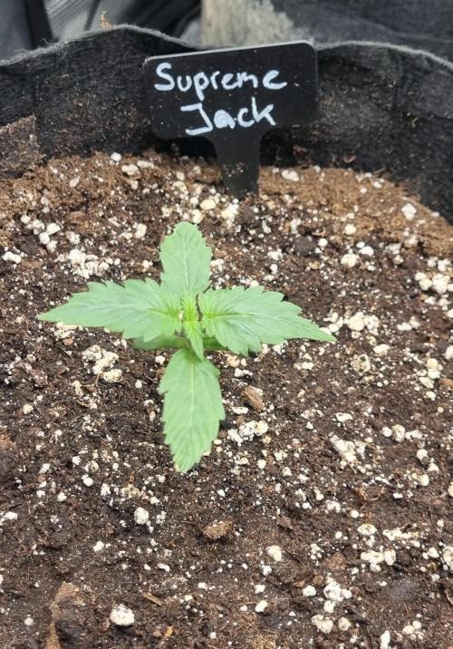 Sensi Seeds Project. Week 1 - Exactly 1 week old