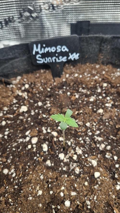 Sensi Seeds Project. Week 1