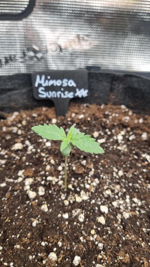 Sensi Seeds Project. Week 1