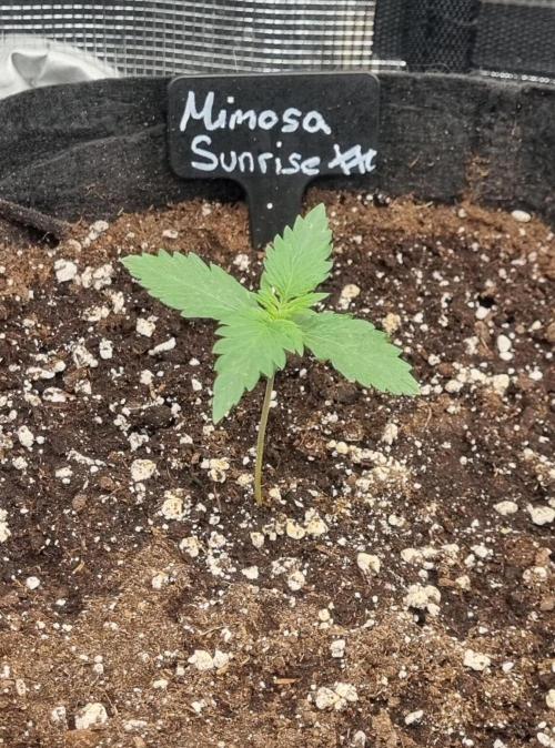 Sensi Seeds Project. Week 1
