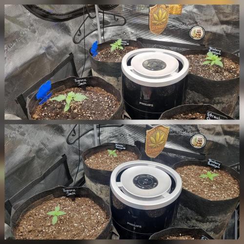 Sensi Seeds Project. Week 1 - Difference: 2 days