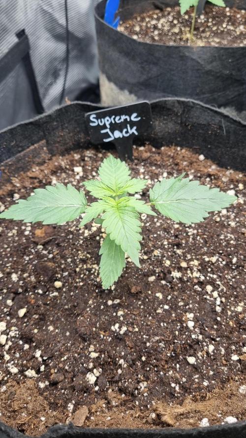 Sensi Seeds Project. Week 2