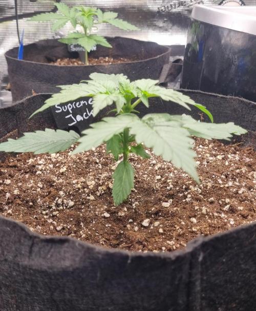 Sensi Seeds Project. Week 2