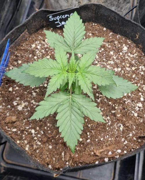Sensi Seeds Project. Week 2