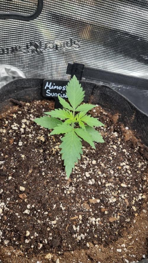 Sensi Seeds Project. Week 2