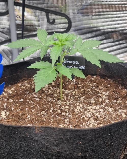 Sensi Seeds Project. Week 2