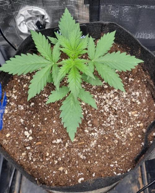 Sensi Seeds Project. Week 2