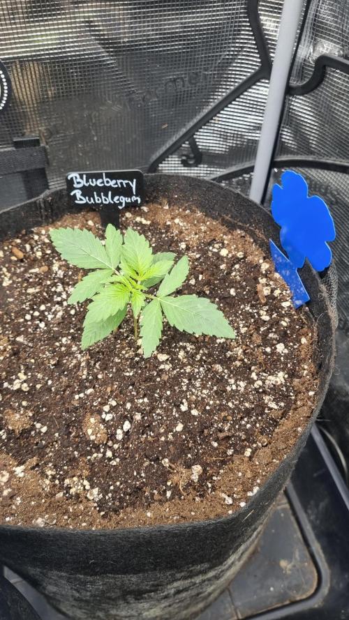 Sensi Seeds Project. Week 2