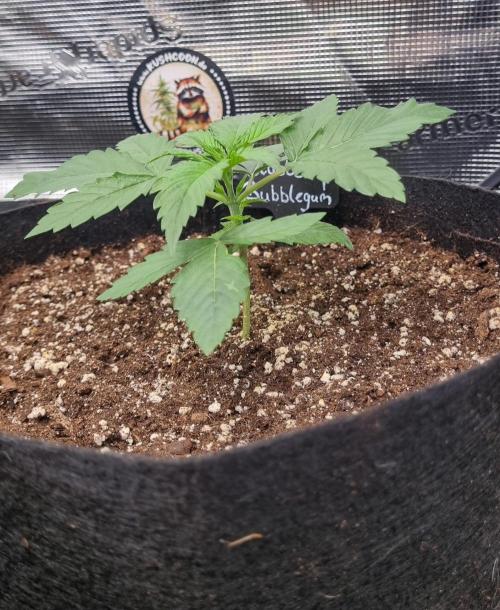 Sensi Seeds Project. Week 2