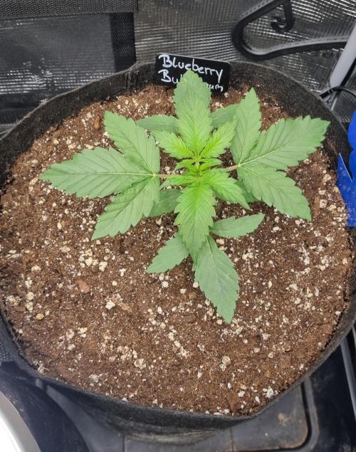 Sensi Seeds Project. Week 2