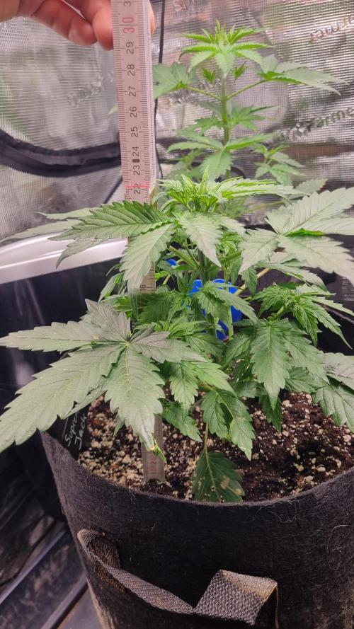 Sensi Seeds Project. Week 3
