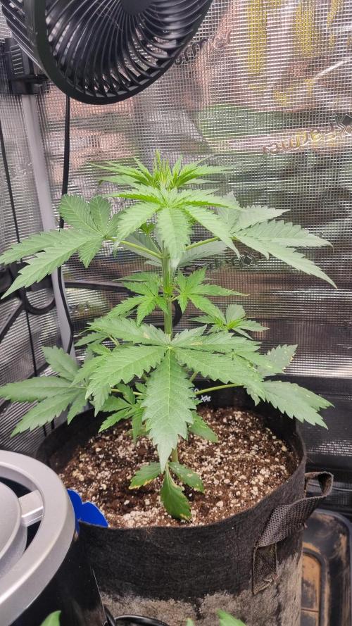 Sensi Seeds Project. Week 3