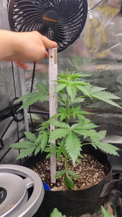 Grow Tent 4x4x6.5. Week 3