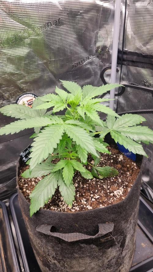 Sensi Seeds Project. Week 3