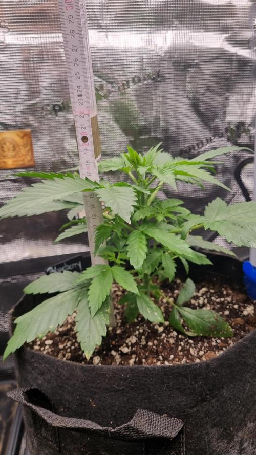 Grow Tent 4x4x6.5. Week 3